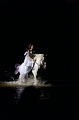 Songe d'une nuit en Camargue